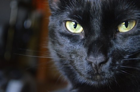 black-cat-
